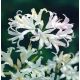 Nerine Alba - 1 szt.