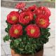 Piwonia, Paeonia - Patio Moscow - niska, doniczkowa - sadzonka