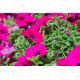 Petunia zwisająca, Surfinia purpurowofioletowa Rubina