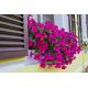 Petunia zwisająca, Surfinia purpurowofioletowa Rubina