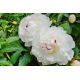 Piwonia, Paeonia - Festiva Maxima - sadzonka