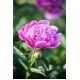 Piwonia, Paeonia - Edulis Superba - sadzonka