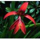 Sprekelia czerwona - Sprekelia Formosissima - głęboka czerwień - 1 szt.