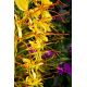 Wianecznik Gardnera - Hedychium gardnerianum - rozmiar TOP