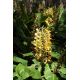 Wianecznik Gardnera - Hedychium gardnerianum - rozmiar TOP