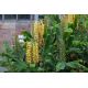 Wianecznik Gardnera - Hedychium gardnerianum - rozmiar TOP