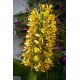 Wianecznik Gardnera - Hedychium gardnerianum - rozmiar TOP
