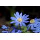 Zawilec grecki - Blue Shades - 8 szt.