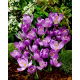 Krokus Flower Record - 10 szt.