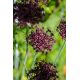 Czosnek ozdobny Atropurpureum - 5 szt.