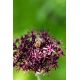 Czosnek ozdobny Atropurpureum - 5 szt.