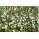 Zawilec grecki - White Splendour - 8 szt.