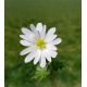 Zawilec grecki - White Splendour - 8 szt.