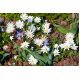 Zawilec grecki - White Splendour - 8 szt.