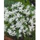 Śnieżnik lśniący biały - Chionodoxa luciliae alba - 10 szt.