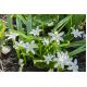 Śnieżnik lśniący biały - Chionodoxa luciliae alba - 10 szt.