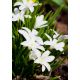Śnieżnik lśniący biały - Chionodoxa luciliae alba - 10 szt.