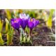 Krokus Flower Record - 10 szt.