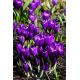 Krokus Flower Record - 10 szt.