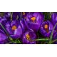 Krokus Flower Record - 10 szt.