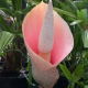 Dziwidło różowe - Amorphophallus bulbifer - unikat!