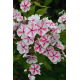 Floks (Phlox) - Płomyk wiechowaty - Twister - 1 szt.