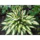 Funkia - Hosta Cherry Berry