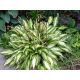Funkia - Hosta Cherry Berry