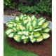 Funkia niska - Hosta Popcorn