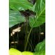 Kwiat nietoperz - Tacca chantrieri Black