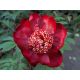 Piwonia, Paeonia - Nippon Beauty - sadzonka