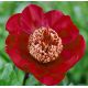 Piwonia, Paeonia - Nippon Beauty - sadzonka