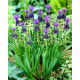 Szafirek miękkolistny - Muscari Comosum - 5 szt.