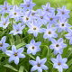 Ipheion - Ifejon - Uniflorum - 10 szt.