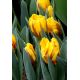 Tulipan Ravana - opak. 5 szt.