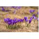 Krokus Flower Record - 10 szt.