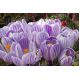 Krokus King of the Striped - 10 szt.