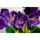 Krokus King of the Striped - 10 szt.