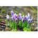 Krokus Prins Claus - 10 szt.