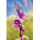 Mieczyk bizantyjski - Gladiolus Byzantinus - 10 szt.