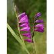 Mieczyk bizantyjski - Gladiolus Byzantinus - 10 szt.