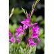 Mieczyk bizantyjski - Gladiolus Byzantinus - 10 szt.