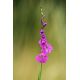 Mieczyk bizantyjski - Gladiolus Byzantinus - 10 szt.