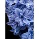 Hiacynt Blue Tango - pełny - op. 3 szt.