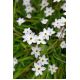 Ipheion - Ifejon - Alberto Castillo - 10 szt.