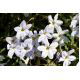 Ipheion - Ifejon - Alberto Castillo - 10 szt.
