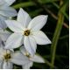 Ipheion - Ifejon - Alberto Castillo - 10 szt.