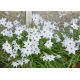 Ipheion - Ifejon - Alberto Castillo - 10 szt.