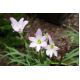 Ipheion - Ifejon - Charlotte Bishop - 10 szt.