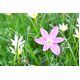 Ipheion - Ifejon - Charlotte Bishop - 10 szt.